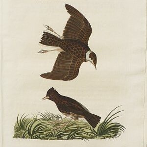 Fine Antique Prints Nozeman aluda