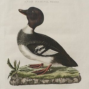 Fine Antique Prints Nozeman anasf