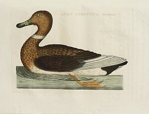 Fine Antique Prints Nozeman domestic af