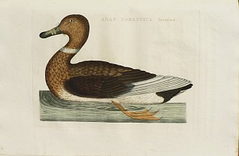 Fine Antique Prints Nozeman domestic af