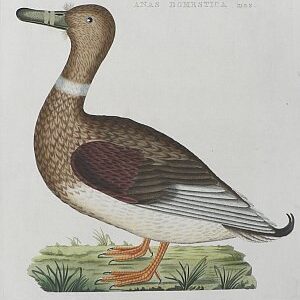 Fine Antique Prints Nozeman domestic am