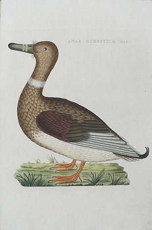 Fine Antique Prints Nozeman domestic am