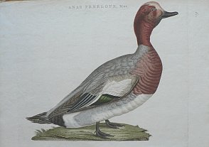 Fine Antique Prints Nozeman goose