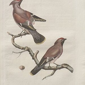 Fine Antique Prints Nozeman jays