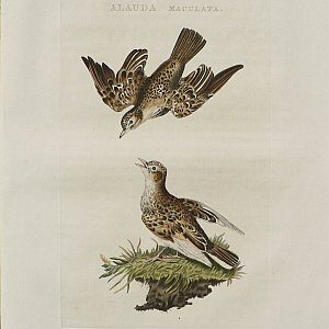Fine Antique Prints Nozeman lark