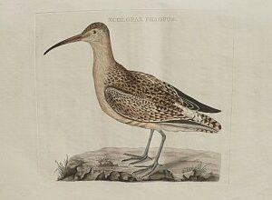 Fine Antique Prints Nozeman phalarope