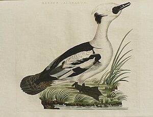 Fine Antique Prints Nozeman smew