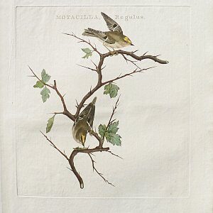 Fine Antique Prints Nozeman songbird