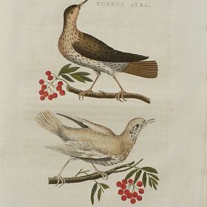 Fine Antique Prints Nozeman turdus alba