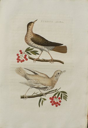 Fine Antique Prints Nozeman turdus alba