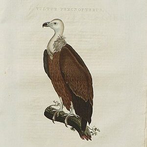 Fine Antique Prints Nozeman vulture