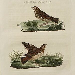 Fine Antique Prints Nozeman wryneck