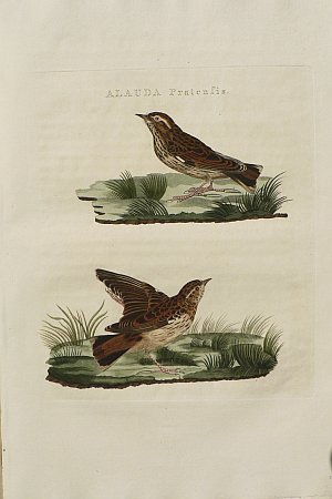Fine Antique Prints Nozeman wryneck