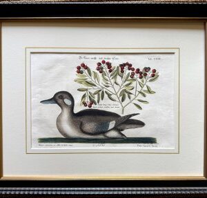 Fine Antique Prints Seligmann Catesby CXVI