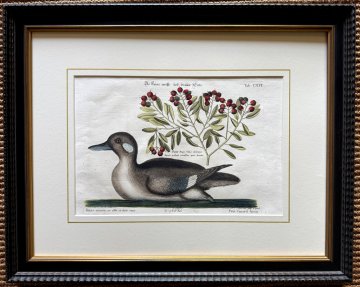 Fine Antique Prints Seligmann Catesby CXVI