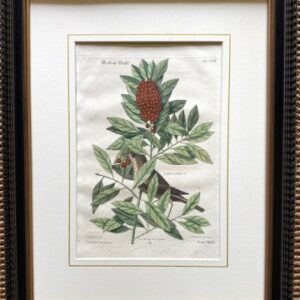 Fine Antique Prints Seligmann Catesby LXII