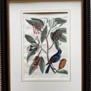 Fine Antique Prints Seligmann Catesby LXXVII