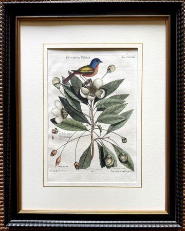 Fine Antique Prints Seligmann Catesby LXXXVIII