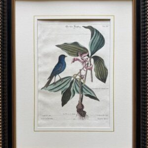 Fine Antique Prints Seligmann Catesby XC