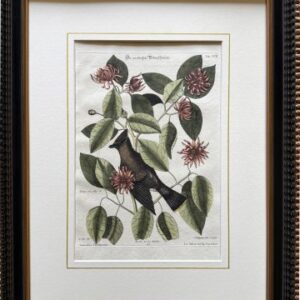 Fine Antique Prints Seligmann Catesby XCII