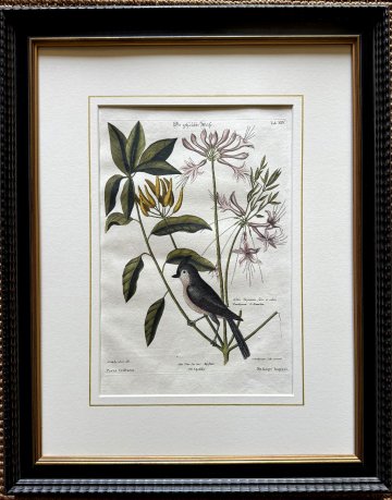 Fine Antique Prints Seligmann Catesby XIV