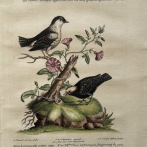 Fine Antique Prints Seligmann Edwards L