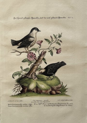 Fine Antique Prints Seligmann Edwards L