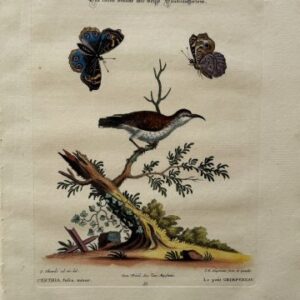 Fine Antique Prints Seligmann Edwards LI