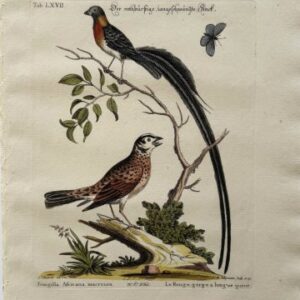 Fine Antique Prints Seligmann Edwards LXVII