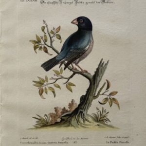 Fine Antique Prints Seligmann Edwards LXXXIII