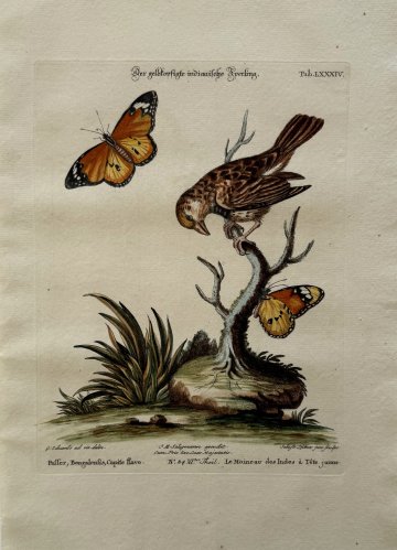 Fine Antique Prints Seligmann Edwards LXXXIV