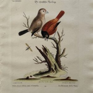 Fine Antique Prints Seligmann Edwards LXXXV