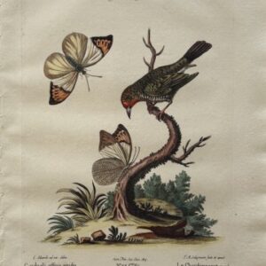 Fine Antique Prints Seligmann Edwards XXIII