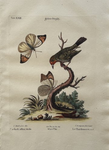 Fine Antique Prints Seligmann Edwards XXIII