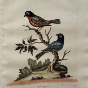 Fine Antique Prints Seligmann Edwards XXV