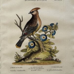 Fine Antique Prints Seligmann Edwards XXXII