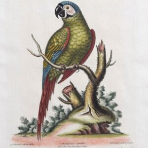 Seligmann after Catesby, Edwards