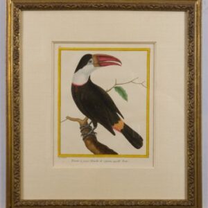 Fine Antique Prints Toucan