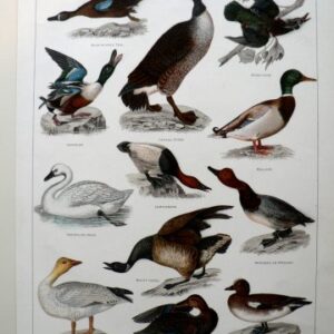 Fine Antique Prints Waterbirds