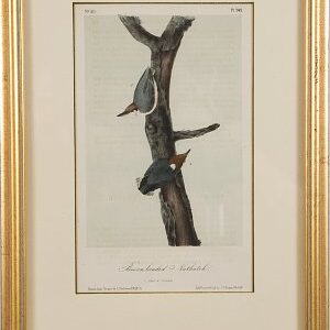 Fine Antique Prints a nuthatch