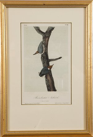 Fine Antique Prints a nuthatch