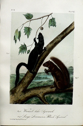 Fine-Antique-Prints-audubon-octavoclii