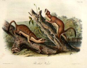 Fine Antique Prints audubon octavos bridled