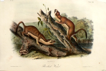 Fine Antique Prints audubon octavos bridled