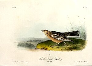 Fine Antique Prints audubon octavos buntin
