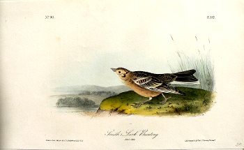 Fine Antique Prints audubon octavos buntin
