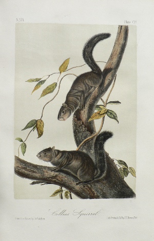 Fine Antique Prints audubon octavos civ