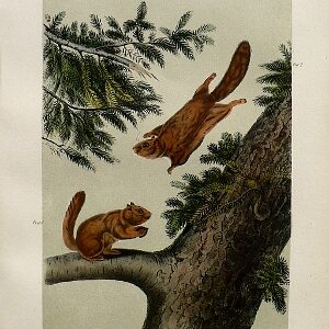 Fine Antique Prints audubon octavos flying