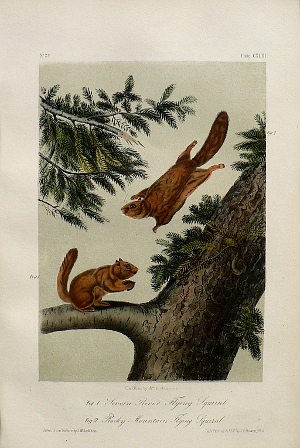 Fine Antique Prints audubon octavos flying