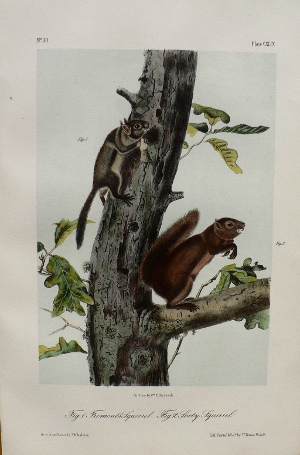Fine Antique Prints audubon octavos fremont